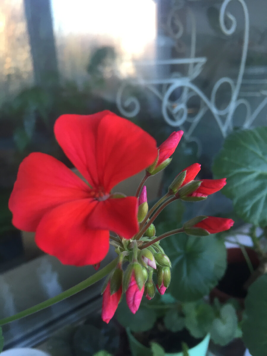 Красотка. Смотрите сколько еще бутонов. Утреннее фото. Фото из личного архива автора.