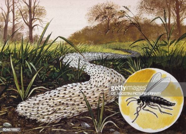 Ратным червём называли в старину личинки ратного комарика (Sciara militaris) семейства листовых комариков. Вид распространён в Евразии, обитает в опавшей листве, грибах, под корой гниющих деревьев. При недостатке пищи ратные черви длиной до 7 мм образуют скопления в виде лент длиной до 4,5 м и шириной до 7,5 см. Взрослый комарик длиной 3–4,5 мм, чёрный.