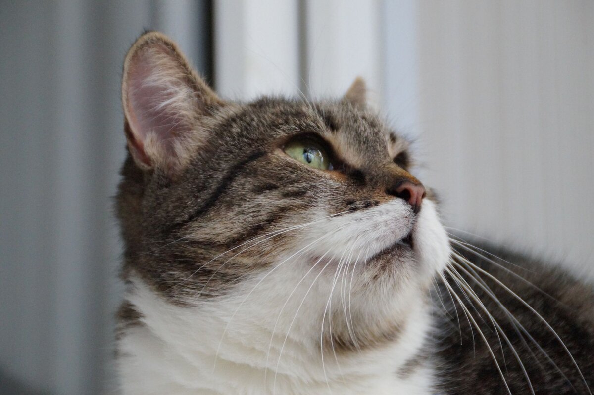 Синса оказалась очень интересная кошка