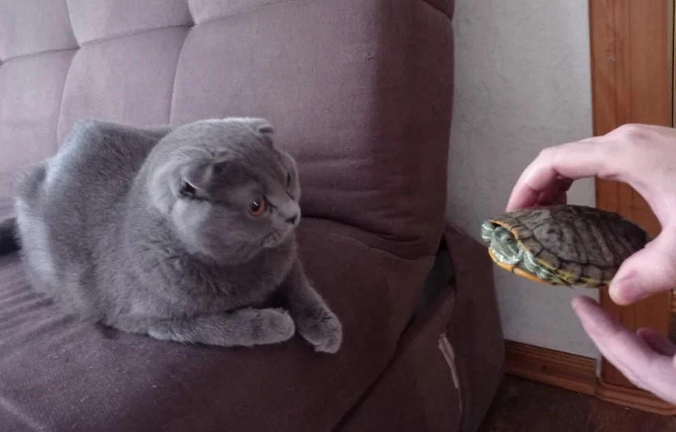 Самый скучный домашний питомец2