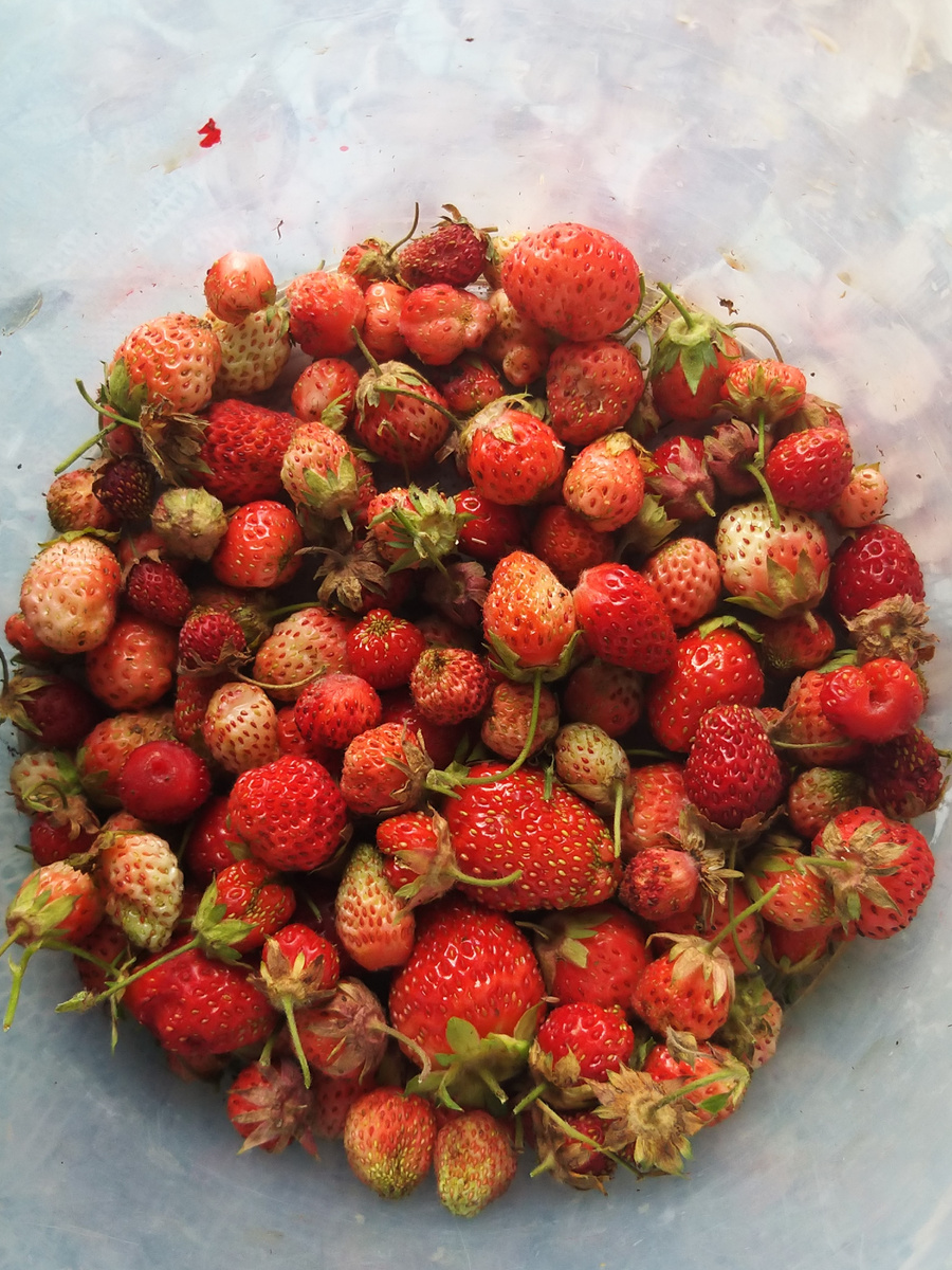 Ягоды лета 2021 г.