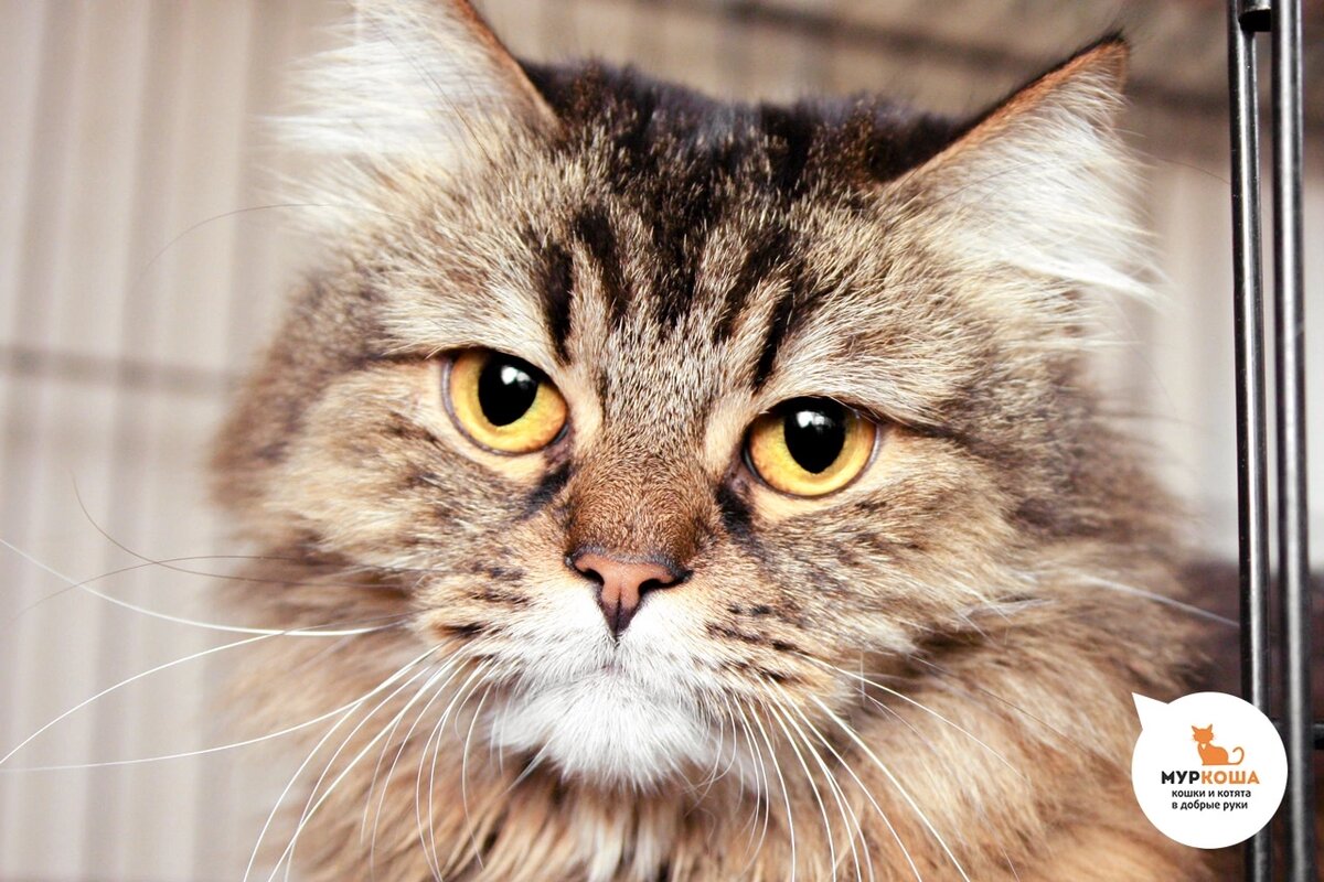 Пушистый красавец Ермак.