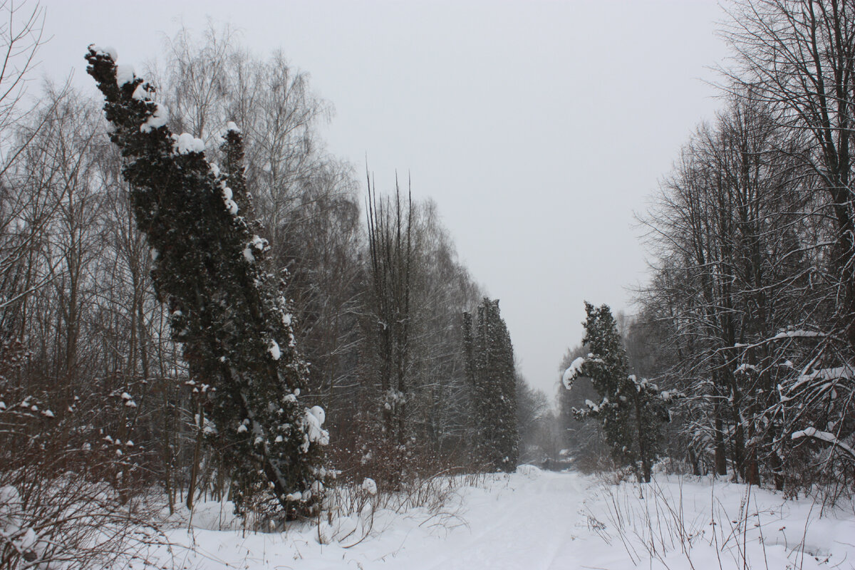 Всё, что осталось от аллеи из туй в бывшем пионерском лагере "Юбилейный" (Капустино)