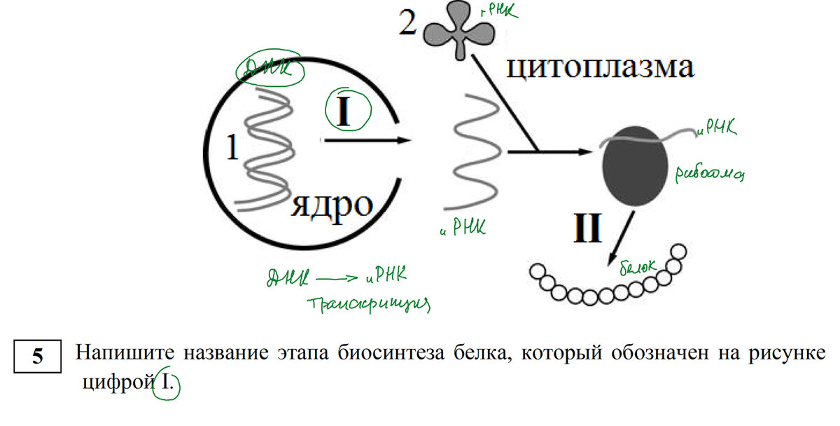 Названия этапов биосинтеза белка