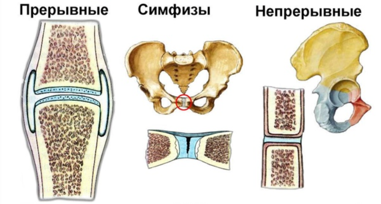 Наглядное изображение отличия соединений костей.