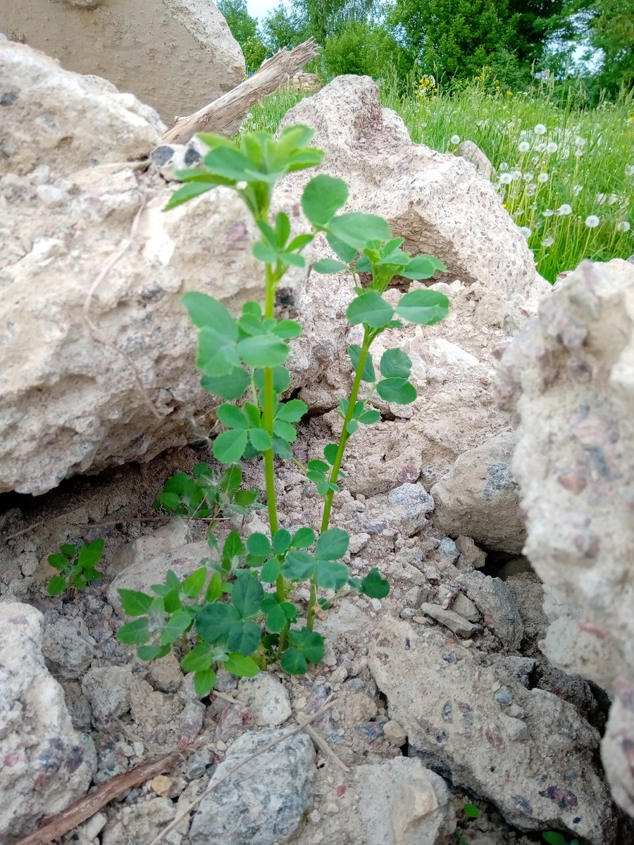 Даже на камнях могут расти цветы... Несмотря ни на что... /Фотография из личного архива/