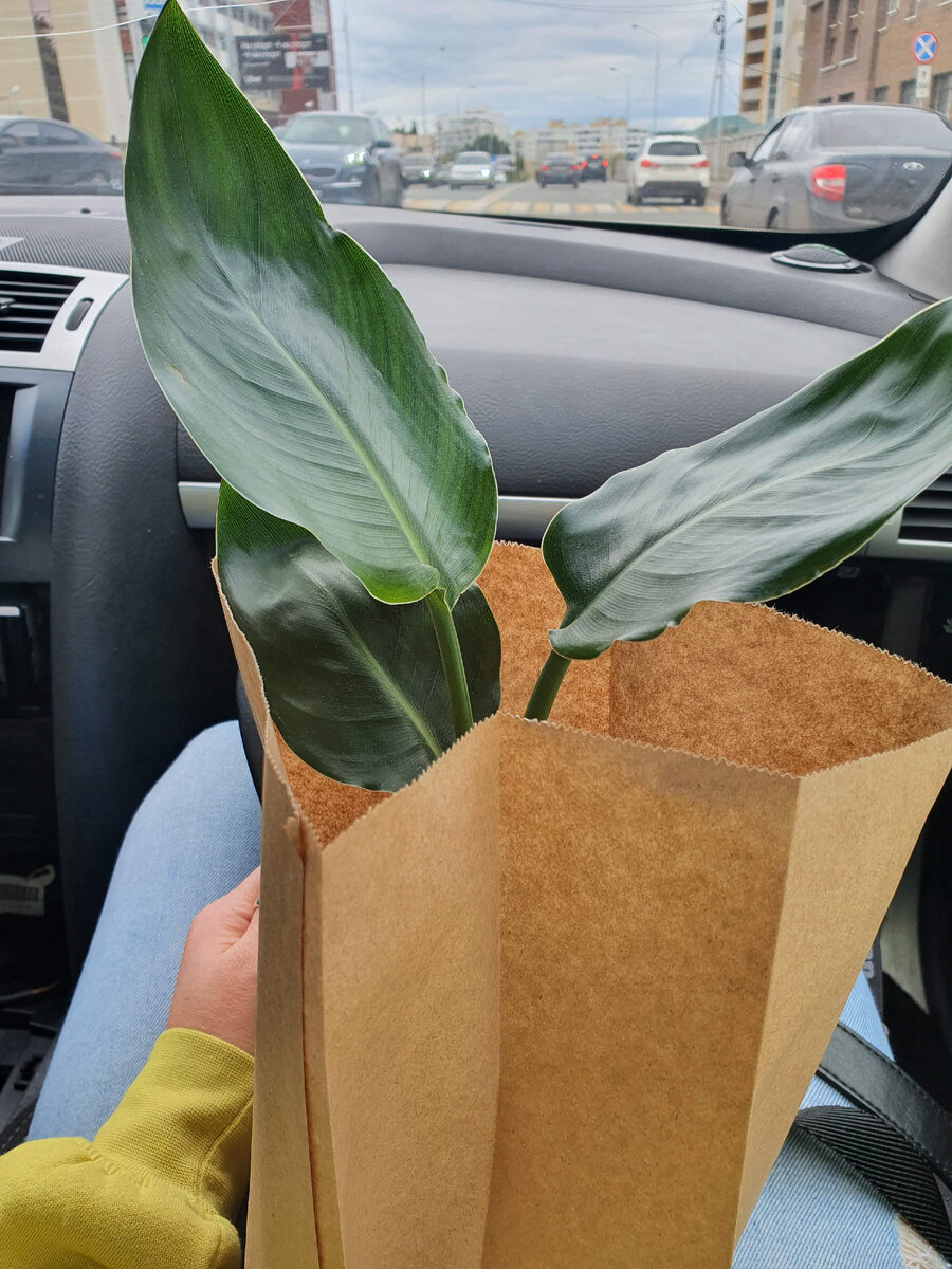 Своего Николая я купила в сентябре 2020г. С этих пор было столько всего интересного, самое сложное было избавиться от трипсов, лечила долго и не один раз.