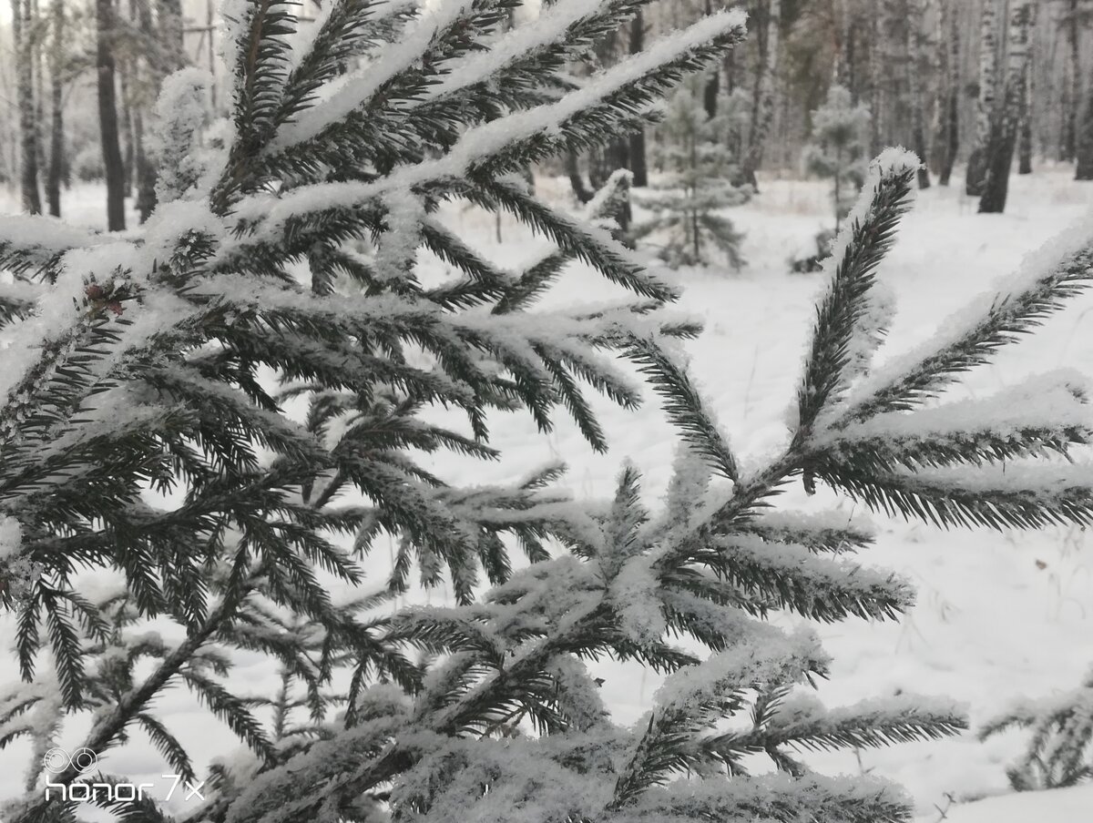 За окном медленно падал снежок и снежный ясный свет лежал на стенах комнаты