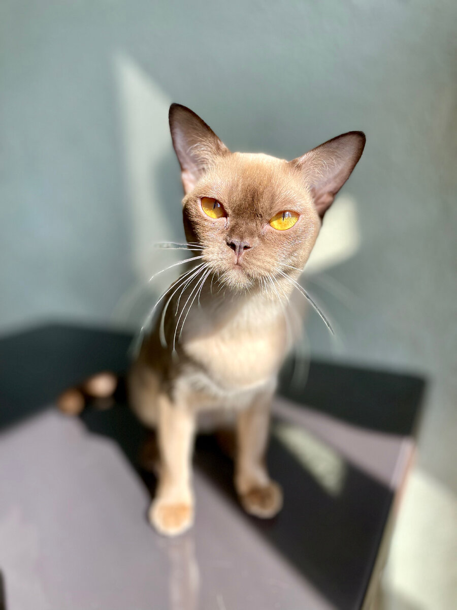 Jasper Burmese cats - B.B. Princess 