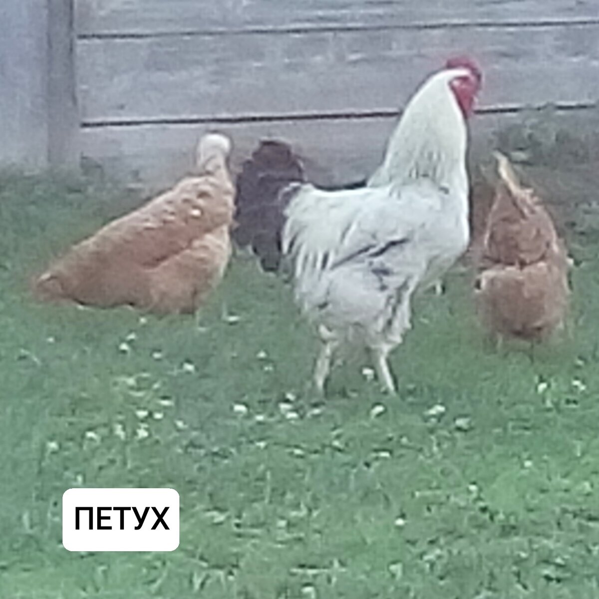 К сожалению не нашла фотографию главного героя. 