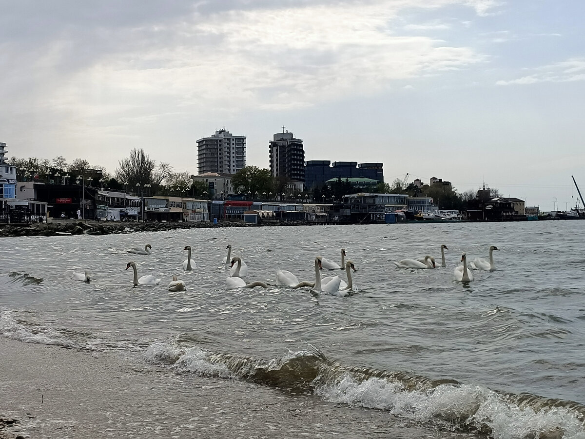 Стая лебедей