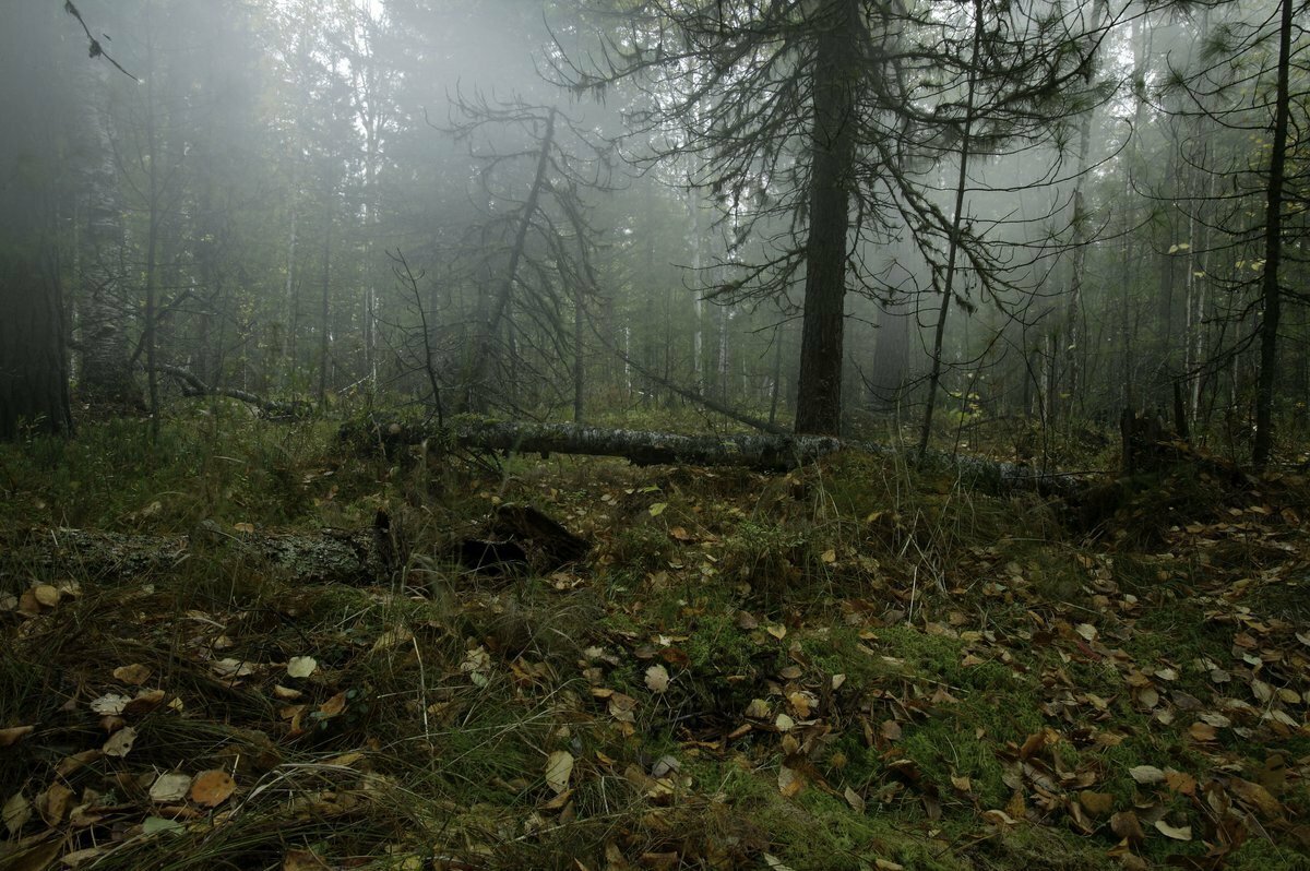 Место заросшее непроходимым лесом. Болото трясина Тайга. Непролазная Сибирская Тайга. Заболоченная Тайга. Заболоченная Тайга Сибири.