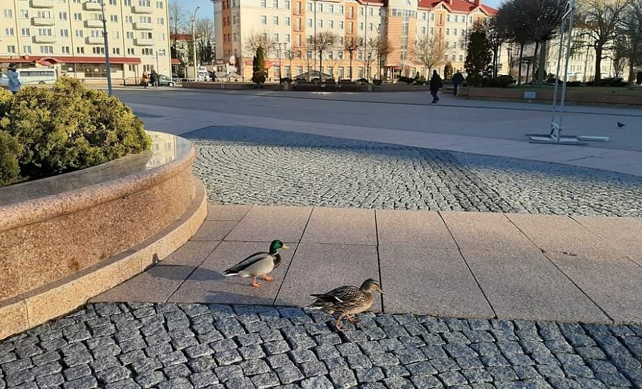 Поребрик у дома. Утка в перспективе.