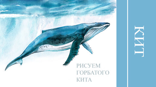 Как нарисовать кита — 3 простых способа пошагово