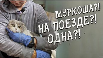 Спасение животных / Кошка из приюта едет в Москву ?