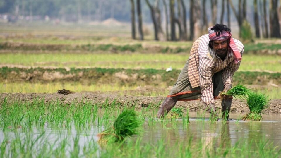 Развитие земледелия на берегах ганга какая страна. Сельское хозяйство Шри Ланки. Органическое земледелие в Шри Ланке. Земледелие на берегах Ганга. Органическое земледелие в Шри Ланке что сейчас.