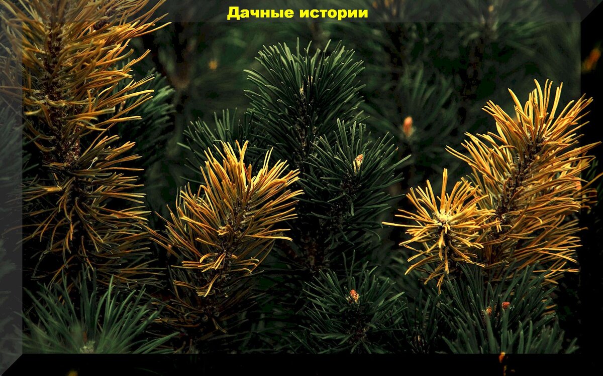Ель закисляет почву за счет опадающих иголок. Опавшая хвоя. Пожелтение и опадание хвои на елях. Пожелтевшая хвоя. Опала хвоя Коника