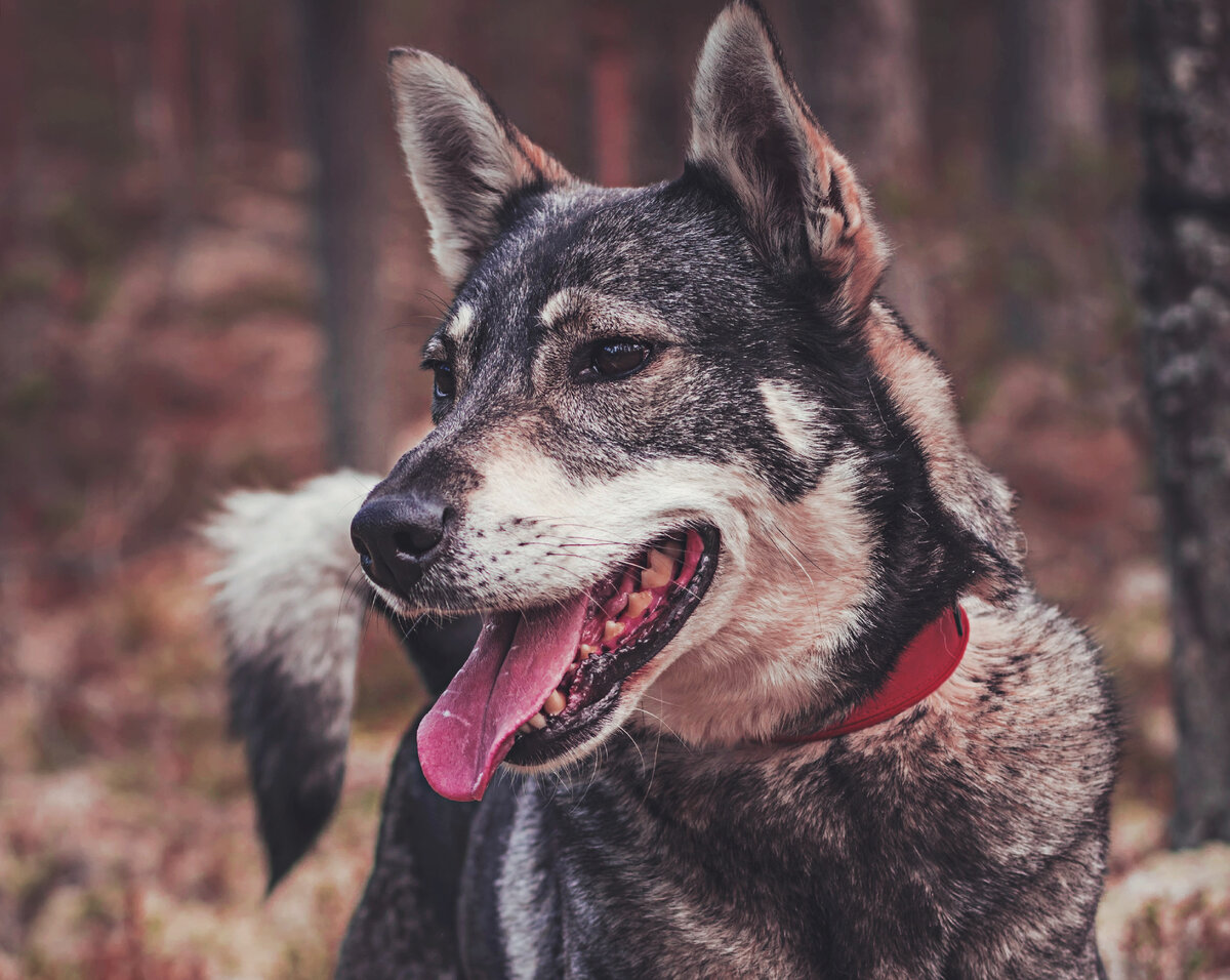 Ямтхунд (Фото: https://www.flickr.com/photos/184279465@N08/50290095106/)