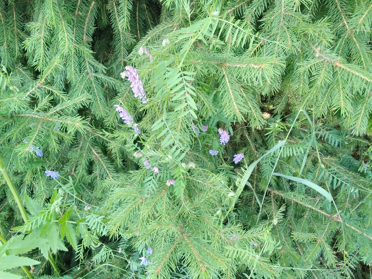 А этот маленький фрагмент рая я шлю тем, кто светлым лугам предпочитает густые заросли дремучих лесов. Есть тут такие, признавайтесь?