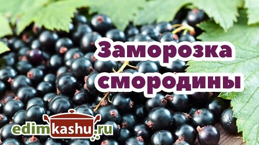 КАК ЗАМОРОЗИТЬ СМОРОДИНУ черную на зиму целиком. Самый простой способ Заморозки Смородины