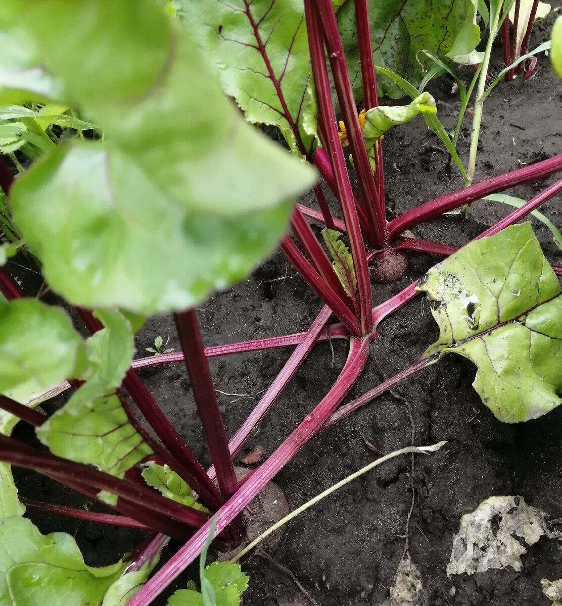 Грядка с красной свёклой. 