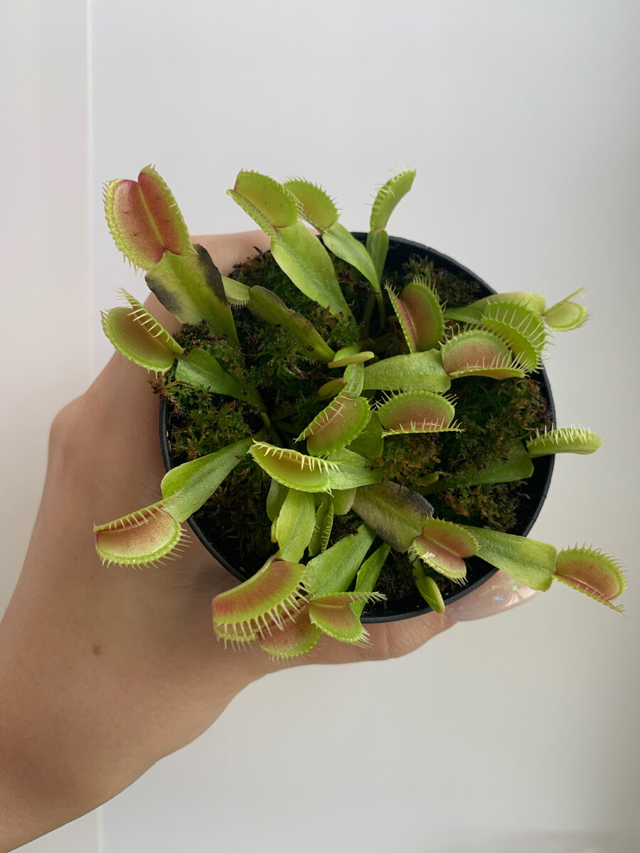 Венерина мухоловка (Dionaea muscipula).Ошибки в уходе и как их можно  исправить | Хищники в здании 🪴 | Дзен