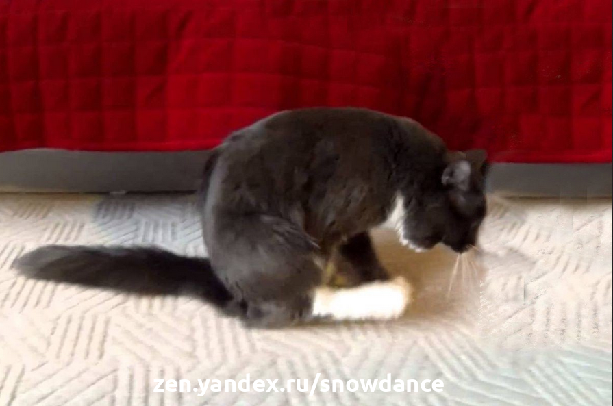почему кошка ездит на попе по ковру