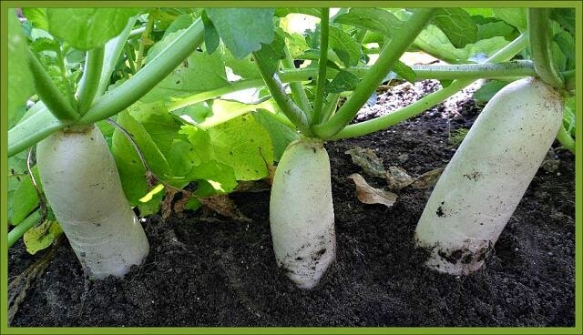 При посадке редиса, дайкона, свеклы посыпают солью