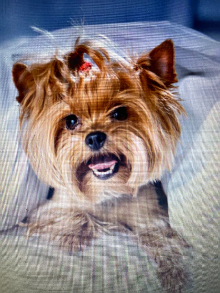 Йоркширский терьер