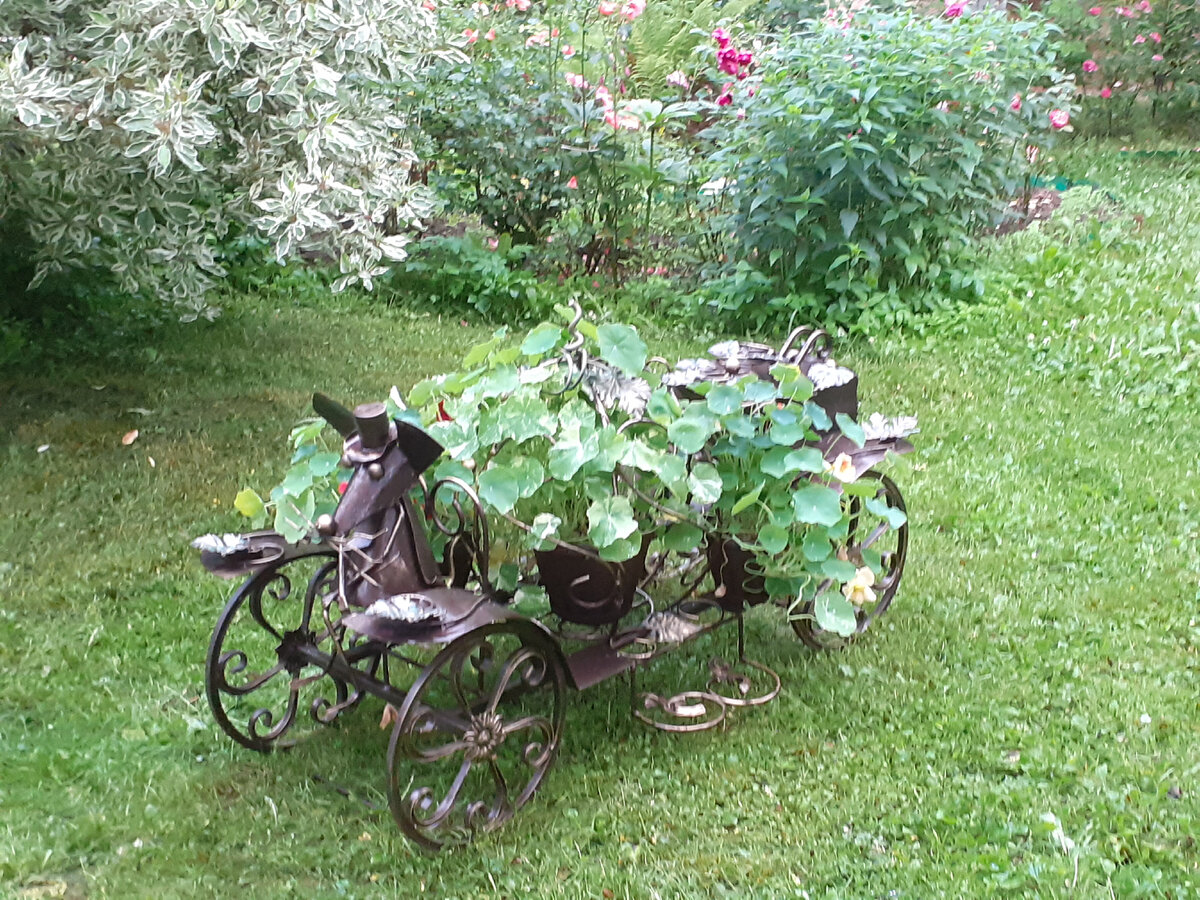 Настурция в моем саду