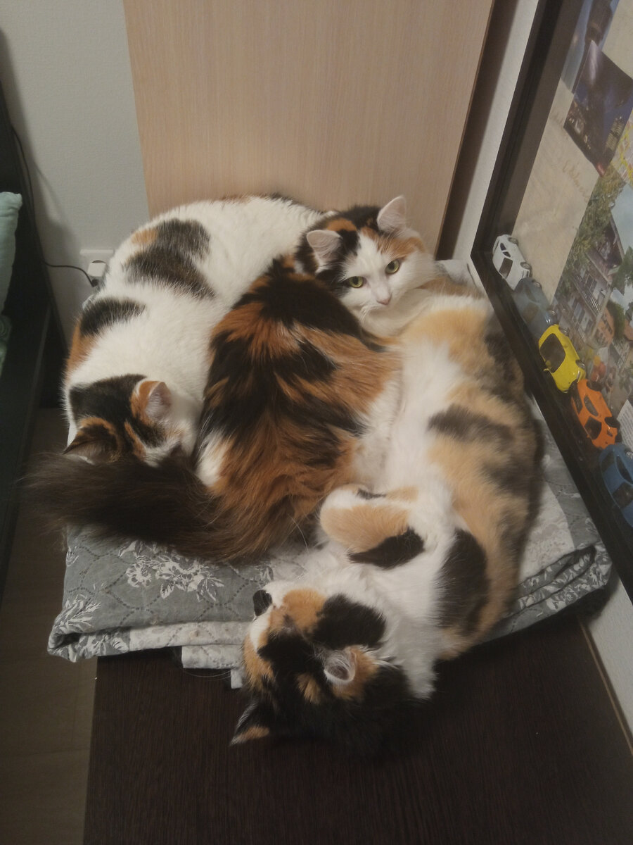 Черепаховое трио