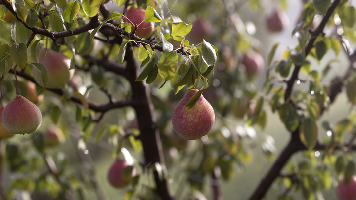 ФОТО: NIKOLAY GYNGAZOV/GLOBALLOOKPRESS