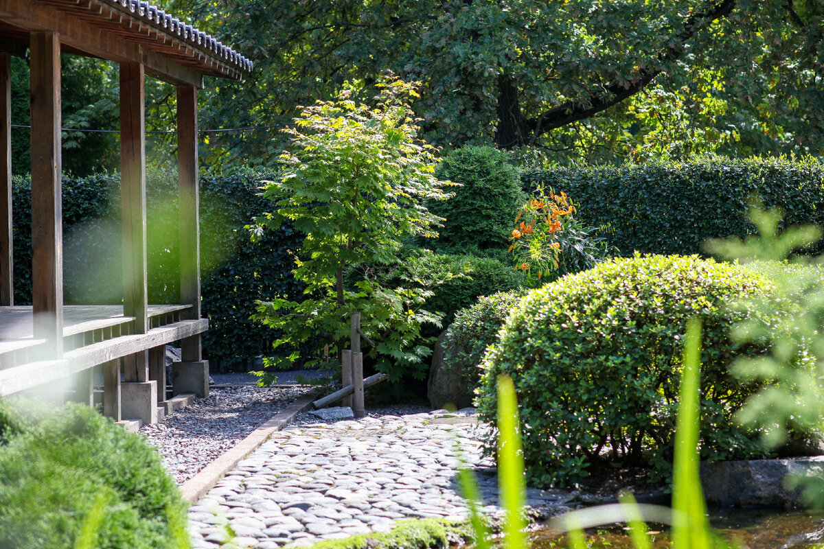 Клен ложнозибольдов, лилии и рододендроны у Чайного дома в Японском саду в Ботаническом саду Петра Великого в Санкт-Петербурге.