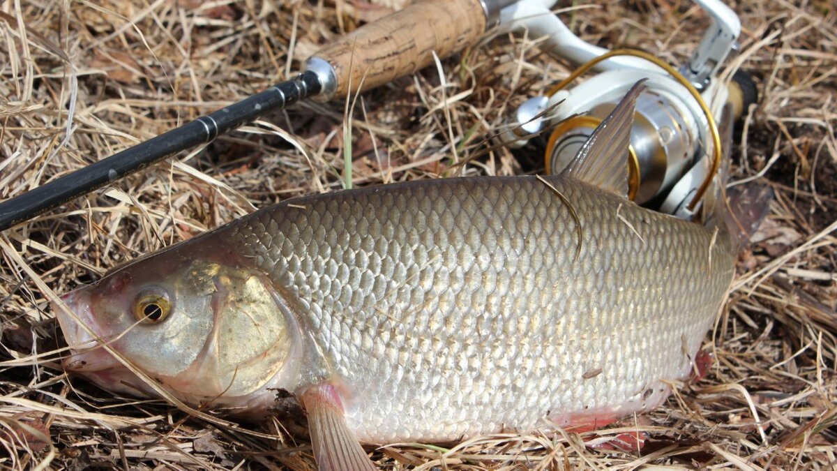 В Казахстане и Сибири водятся практически одинаковые виды рфб.