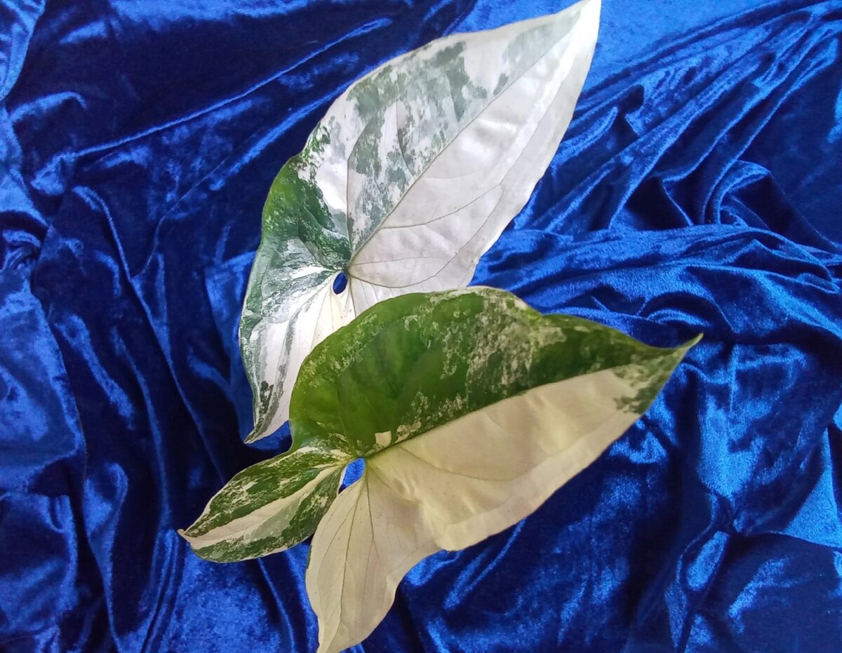 Сингониум Империал вайт, вариегатность на каждом листике