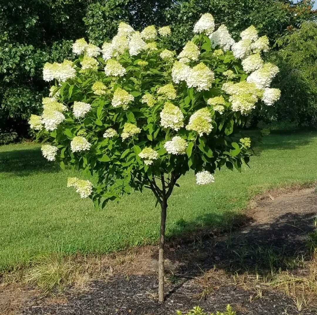 Для примера. Фото с сайта zakazvsad.ru   