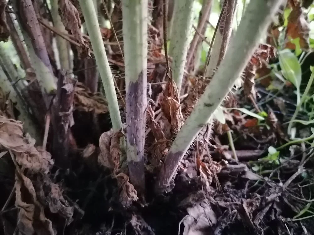 Молодые побеги покрываются корой, древеснеют