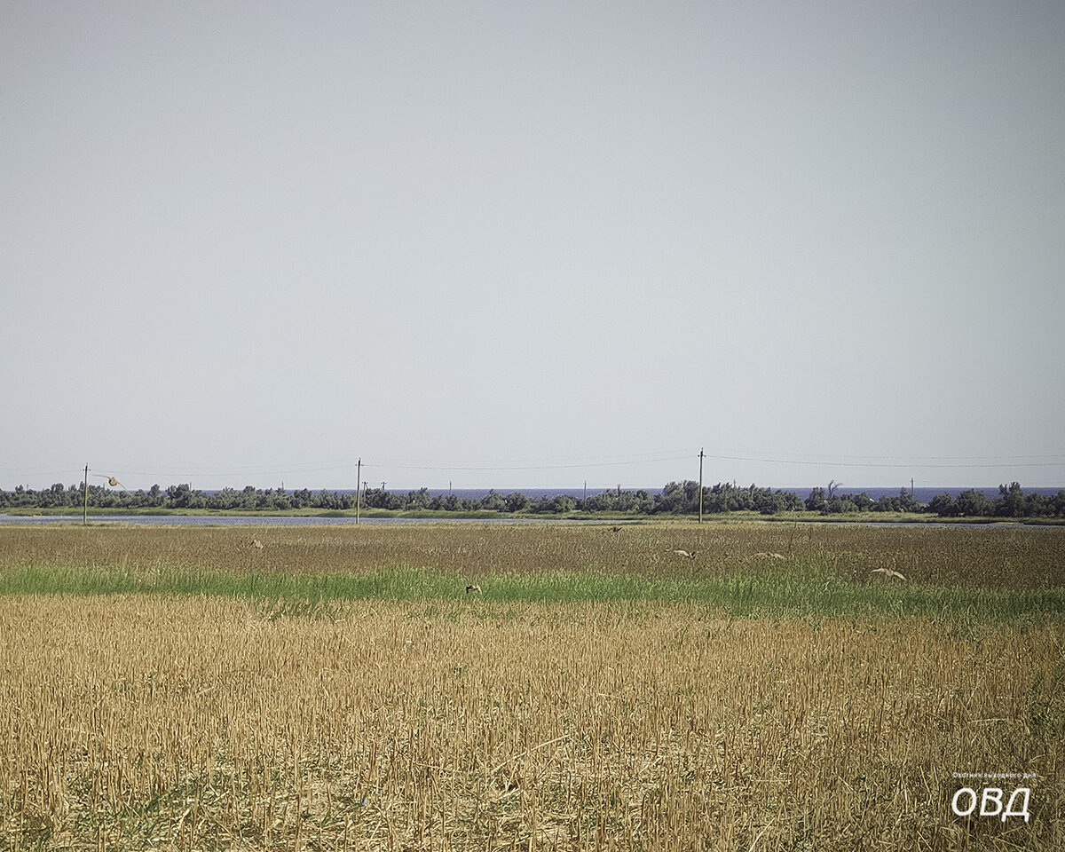 Стайка мохнатых боченков с крылышками.