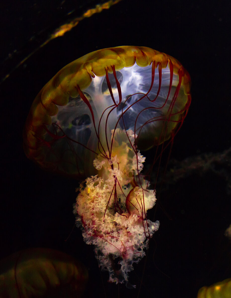 Красная медуза Turritopsis Nutricula в ​​центре океанографии и морской биологии «Москвариум». Фото Анастасии Бурмистровой / shutterstock