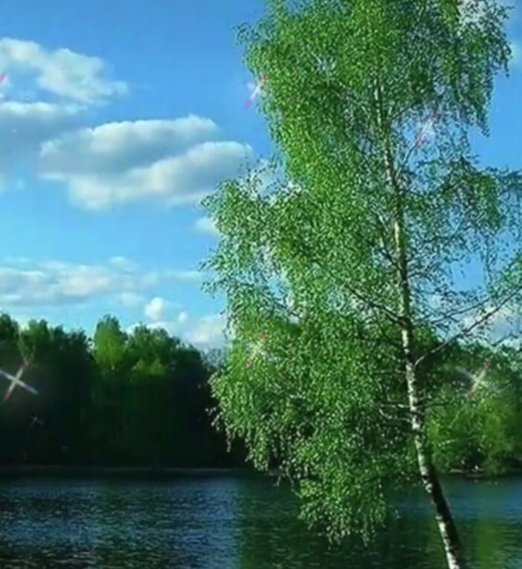 тянет к берёзкам и стенам родным