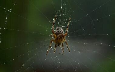 Почему нельзя убивать пауков в доме: приметы и суеверия