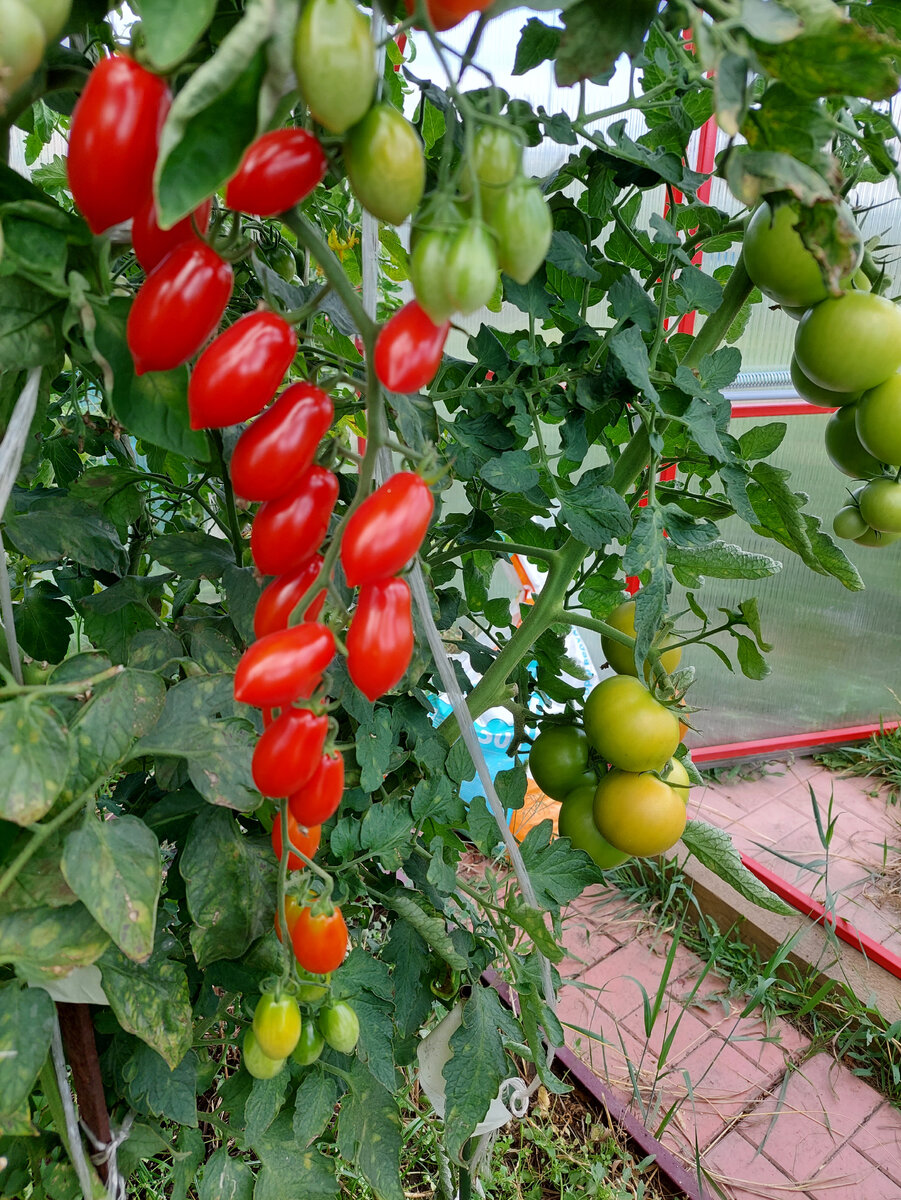 Ваше благородие