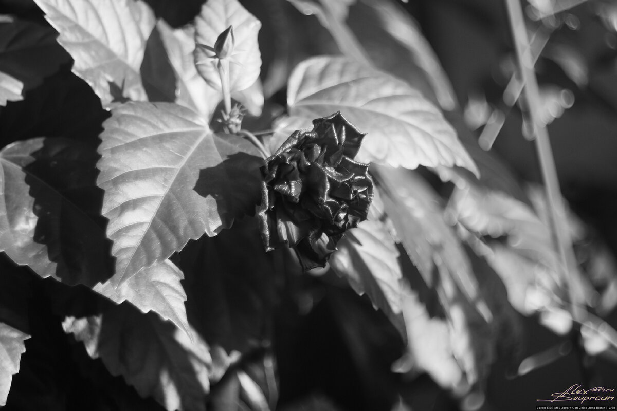 Carl Zeiss Jena Biotar T 2/58 (1939)