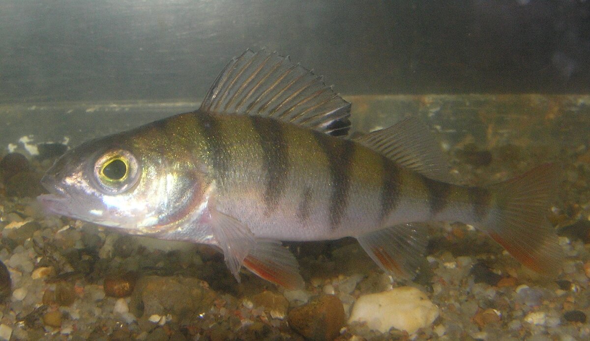Молодой окунь