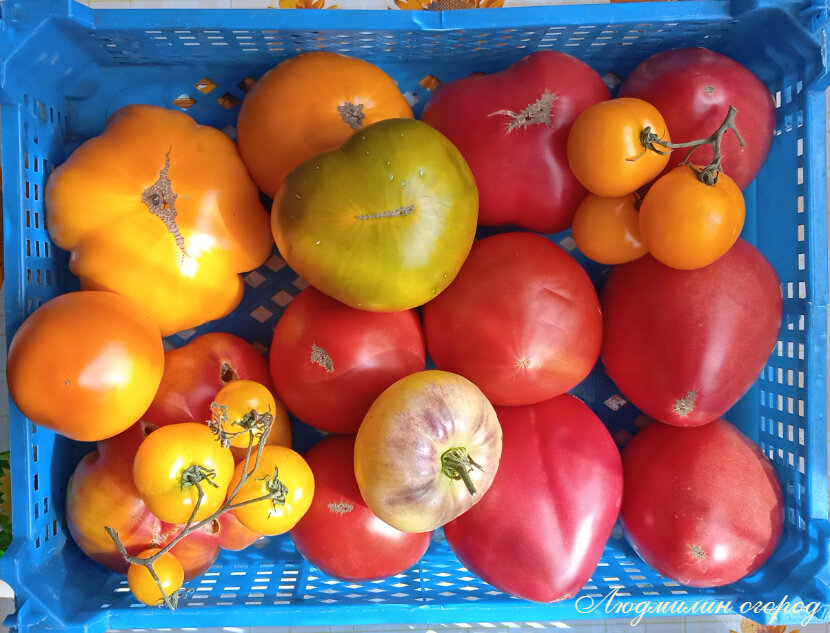 Хорошие помидоры для открытого грунта. Вкусные сорта томатов отзывы. Сладкие сорта помидор. Сладкие сорта томатов. Томат сибирский грунтовый красный.