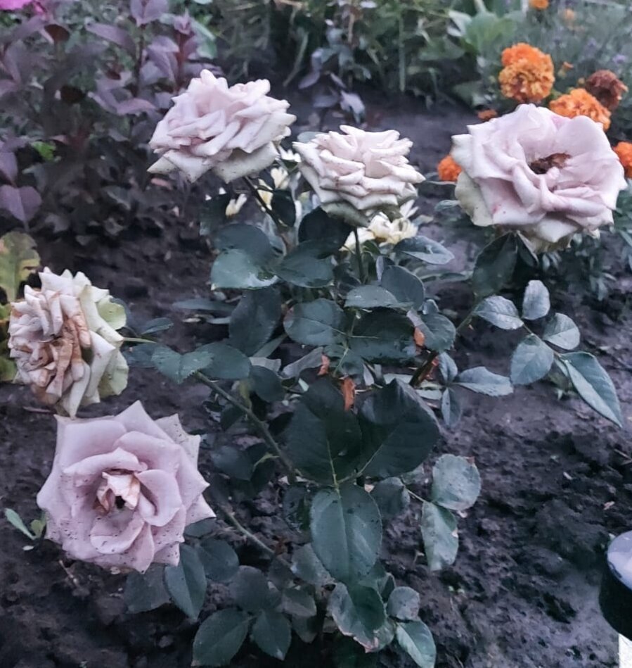 фото Светланы - август 2022