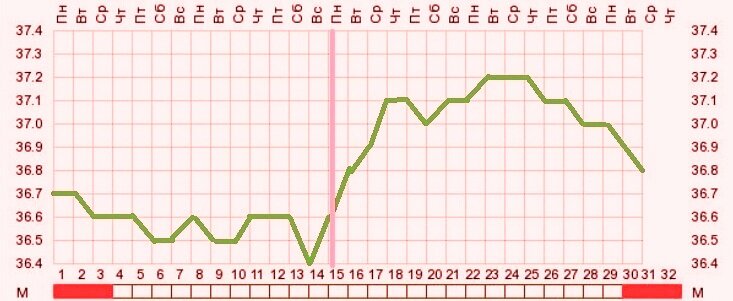 График базальной температуры (БТ) в нормальном цикле без беременности