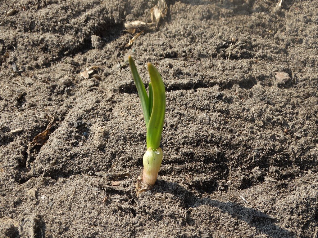 Первые всходы чеснока весной
