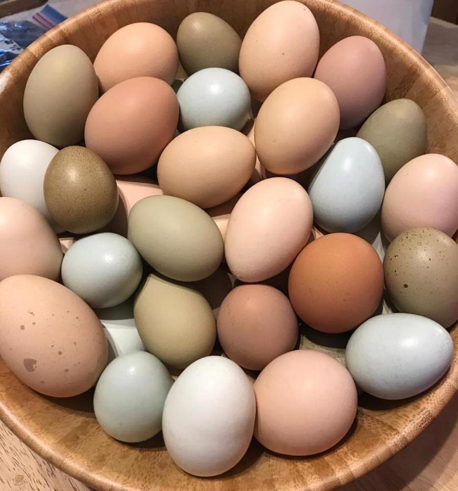 Купить инкубационные яйца пород кур. Инкубационное яйцо. Голубые яйца. Голубые яйца куриные. Инкубационные яйца кур домашние.