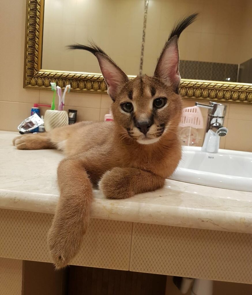 Каракал. Фото из Интернета